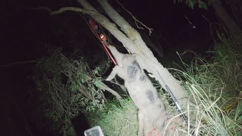 102kg drone boar and a 50kg boar