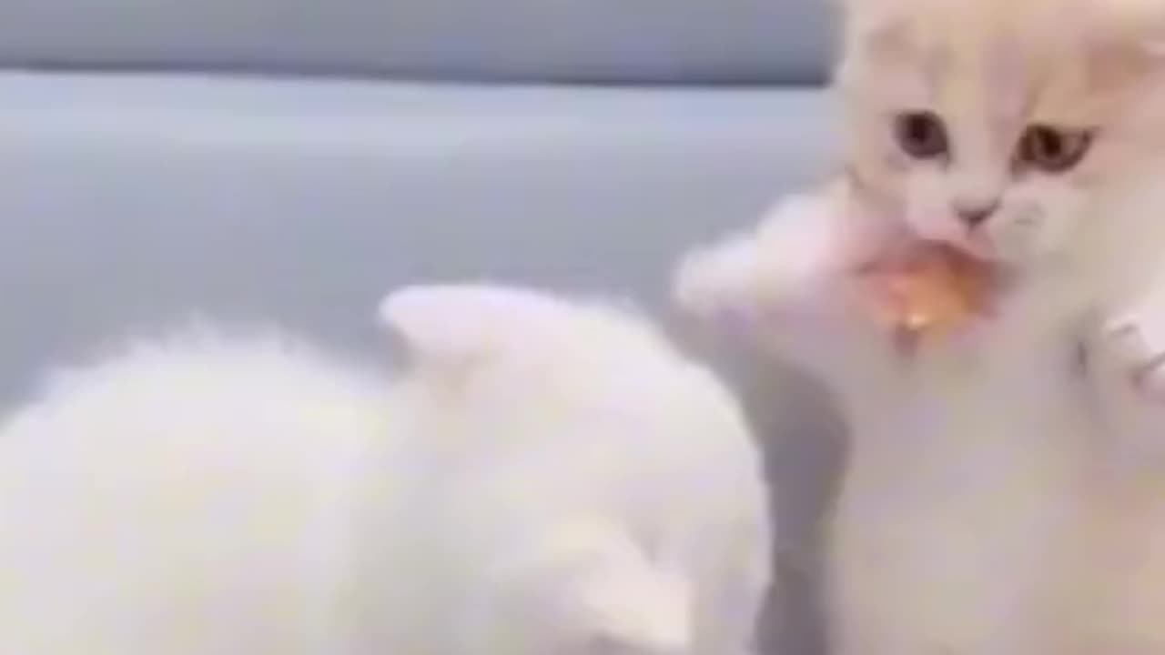 Cute -pet