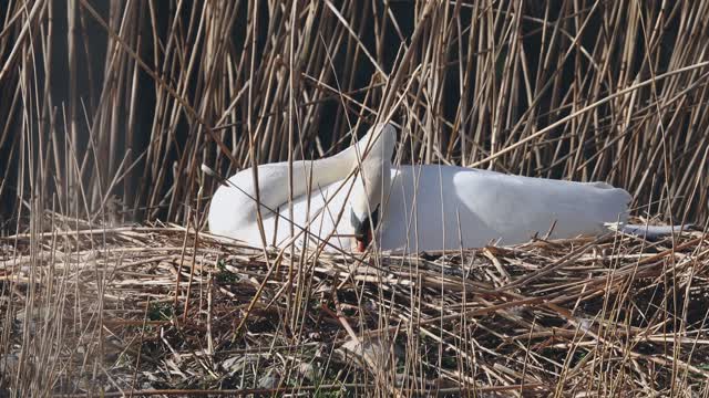 Le Cygne couve ces œufs