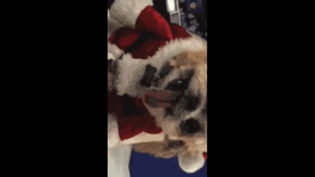 Funny Pets Enjoy Christmas Days Fun