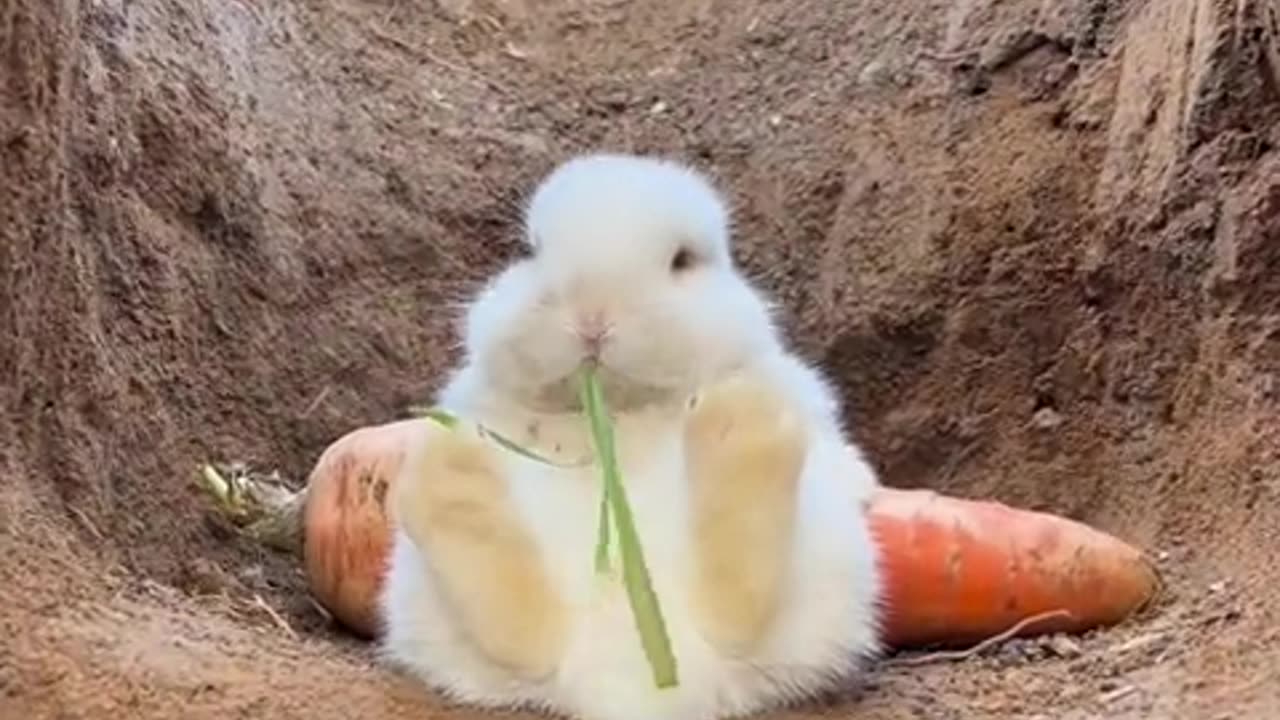 Chubby and white, full of hope. 🐇😄