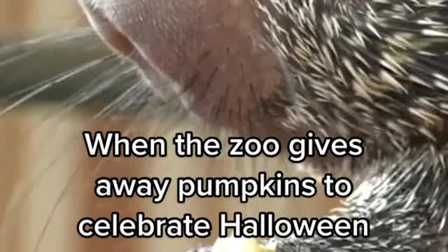 When the zoo gives away pumpkins tor celebrate Halloween