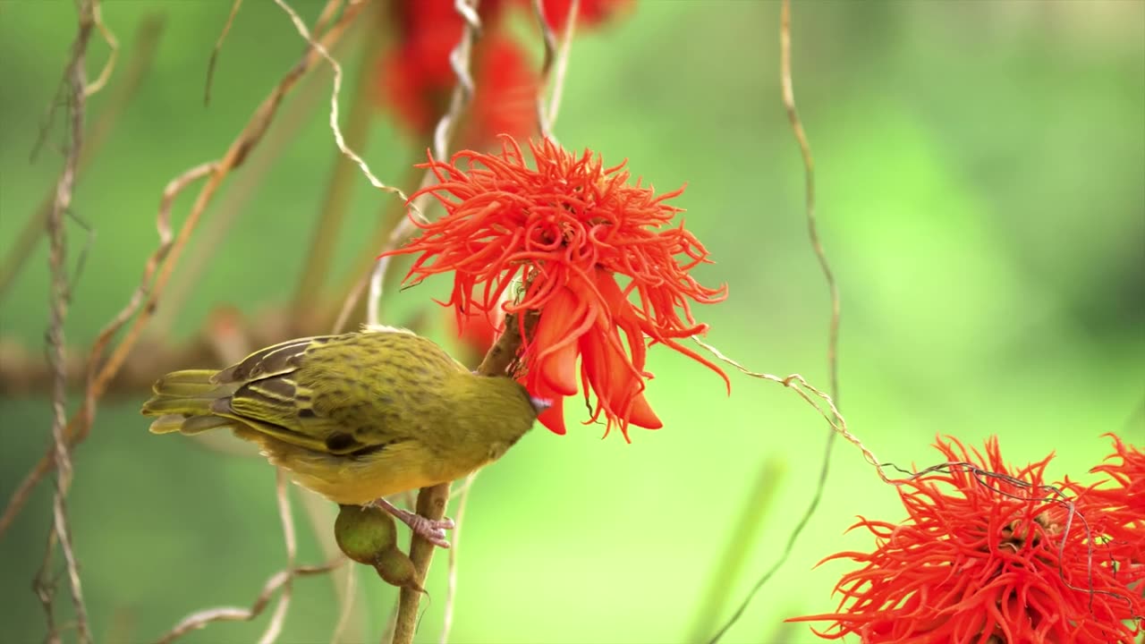 Birds & Flowers