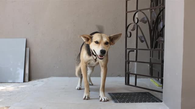 Funny dog video 🤣🤣🤣