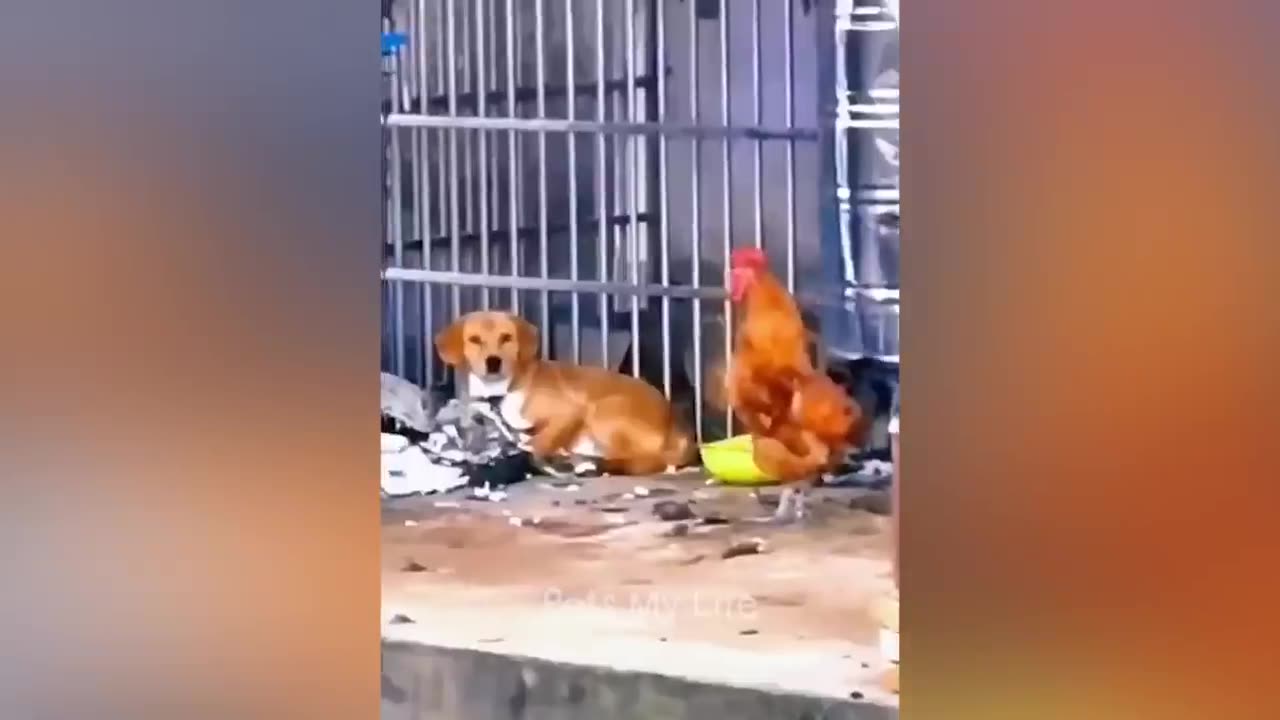 New Funny Animals 🐕🐈🐈