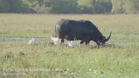 Birds, Crocs, and Buffalo