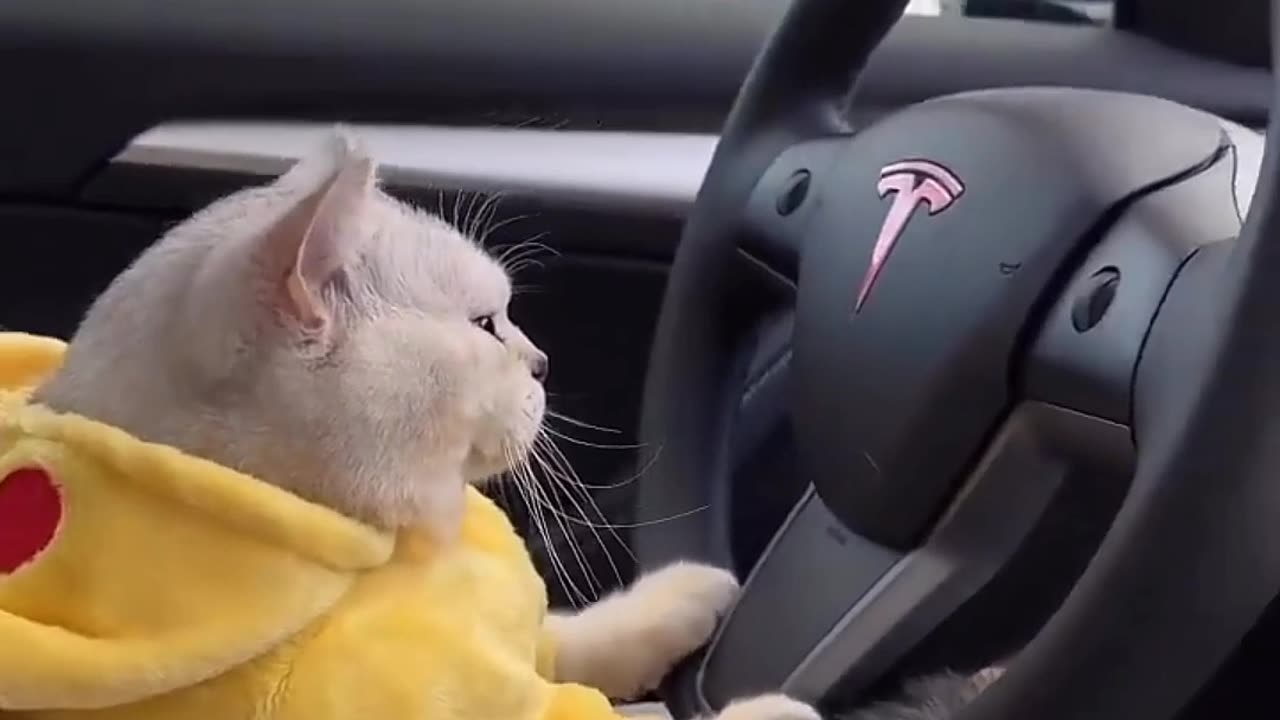 Running car in a cat 🤣