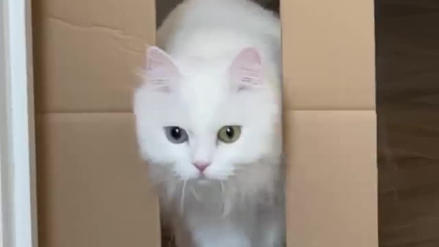 Mia and Reducing passage🤍 How thin can she be?🐾 It was a huge jump 🙀