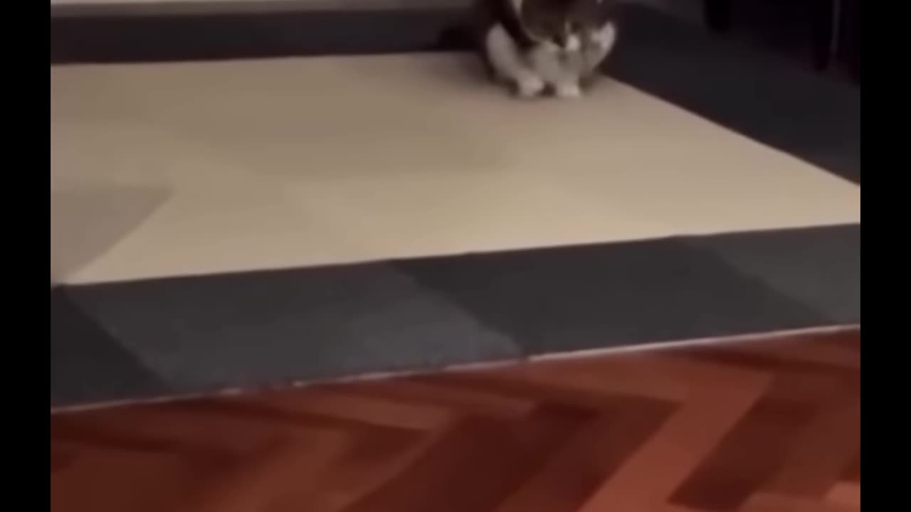 Cat funny videos 🤪 .