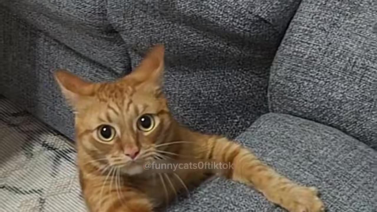 Hilarious Orange Cat Behavior! Watch These Funny Cat Videos