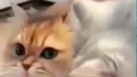 Funny cat 🤣🤣