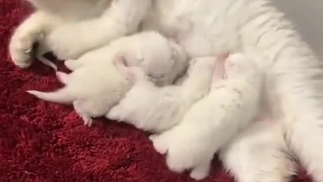 How many kittens did you count?