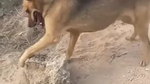 Dogs a little Special, Dog VS Rock