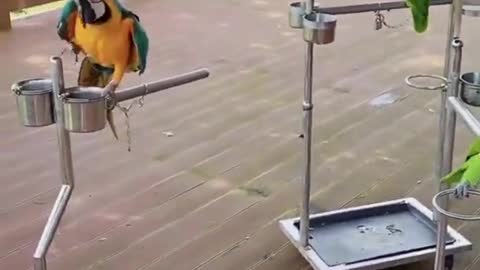 Smart parrots