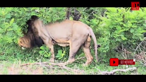 Majestic Male Lions Strolling in the Wild | 4K Wildlife Footage