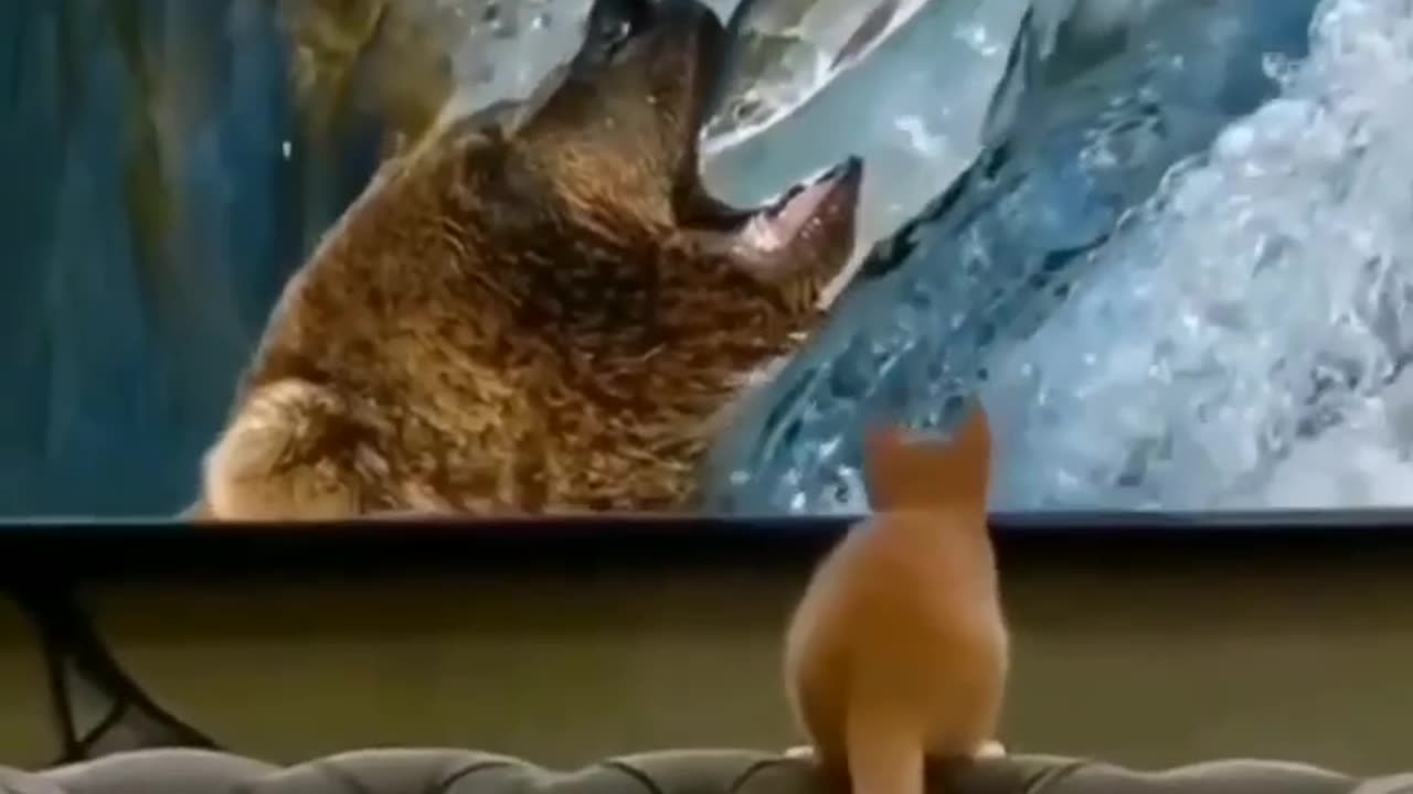 TRY NOT TO LAUGH 😆 Best Funny Videos Compilation 😂😁😆 Memes