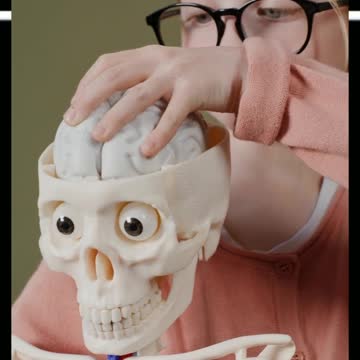 Did you know? The Brain Capacity