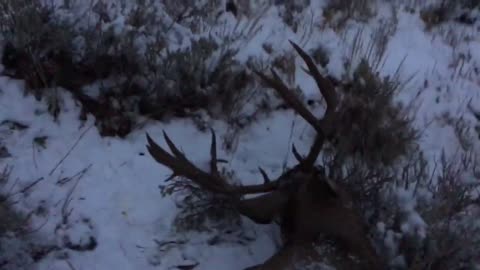 Last light buck