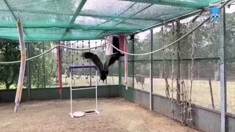 Black Flying-Fox baby in care Pigeon's story