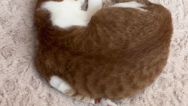 Do your cats do any of these #cat #PetsOfTikTok #funnypetsoftiktok #weirdpets #HausLabsFoundation