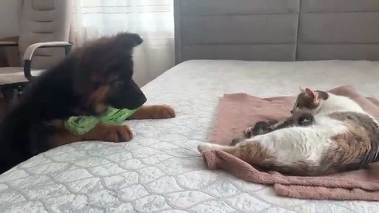 German Shepherd Puppy meets mom 😺🐈 cat