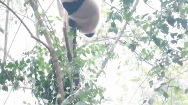 This video tells you why there are so few pandas