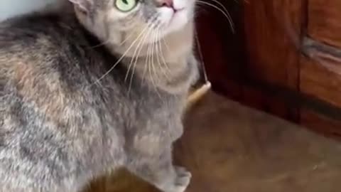 Sounds that attract cats - Meow to make cats come to you