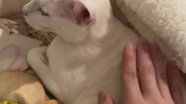 Petting a white cat