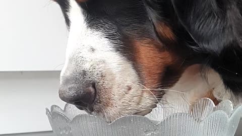 How dogs drink water?