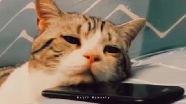The cat mood🤔