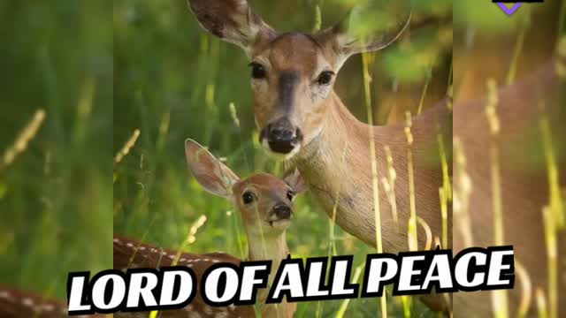 🐑 The LORD is Our Peace 🐑