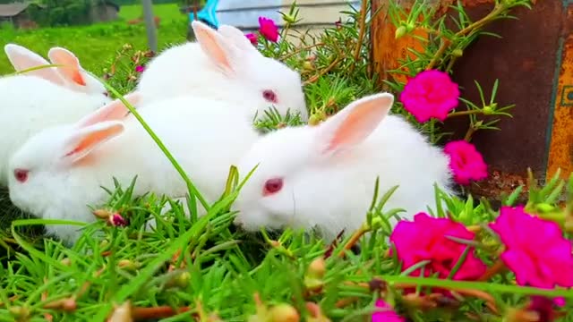 Cute Rabbit Status || Status For Whatsapp || trading @Ashishkumar7370 @trending