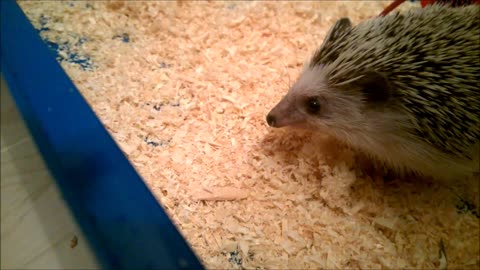 Hedgehog eats chicken bits