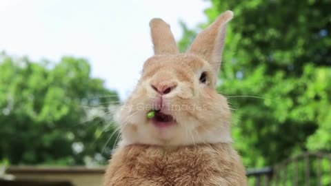 funny rabbit eating grass