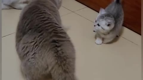 Super Funny Cat 100% guarantee you will laugh