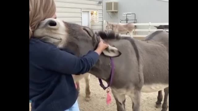 7 fatos bizarros sobre animais de estimação que você precisa saber