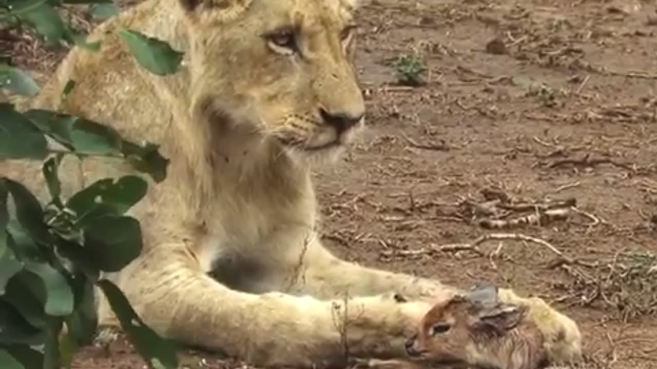 When the Lion Lies Down whith the Lamp