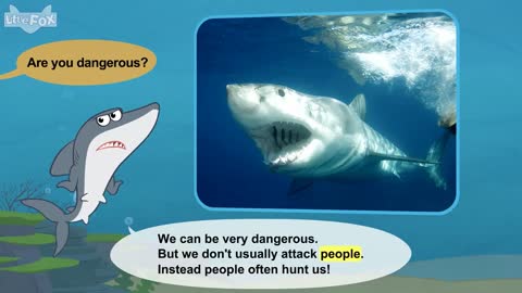 great white shark