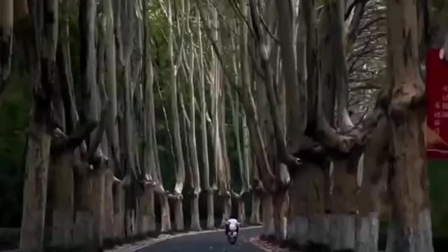 Giant trees give beautiful way