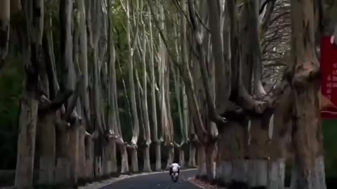 Giant trees give beautiful way