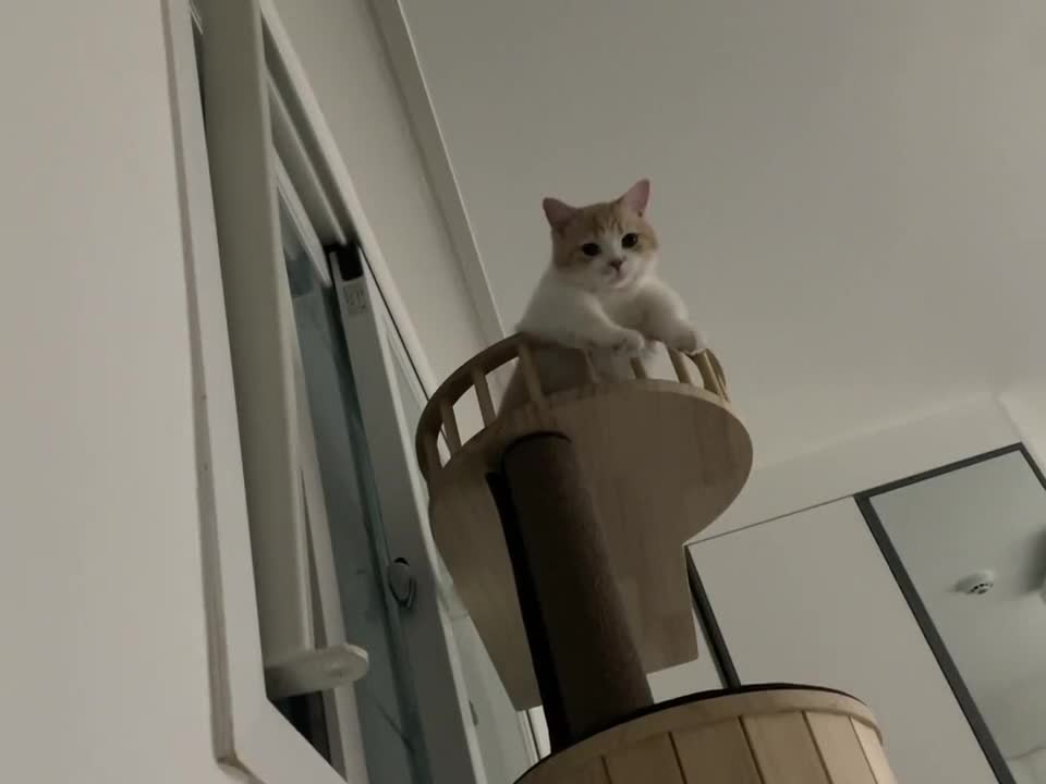 사랑하는 고양이