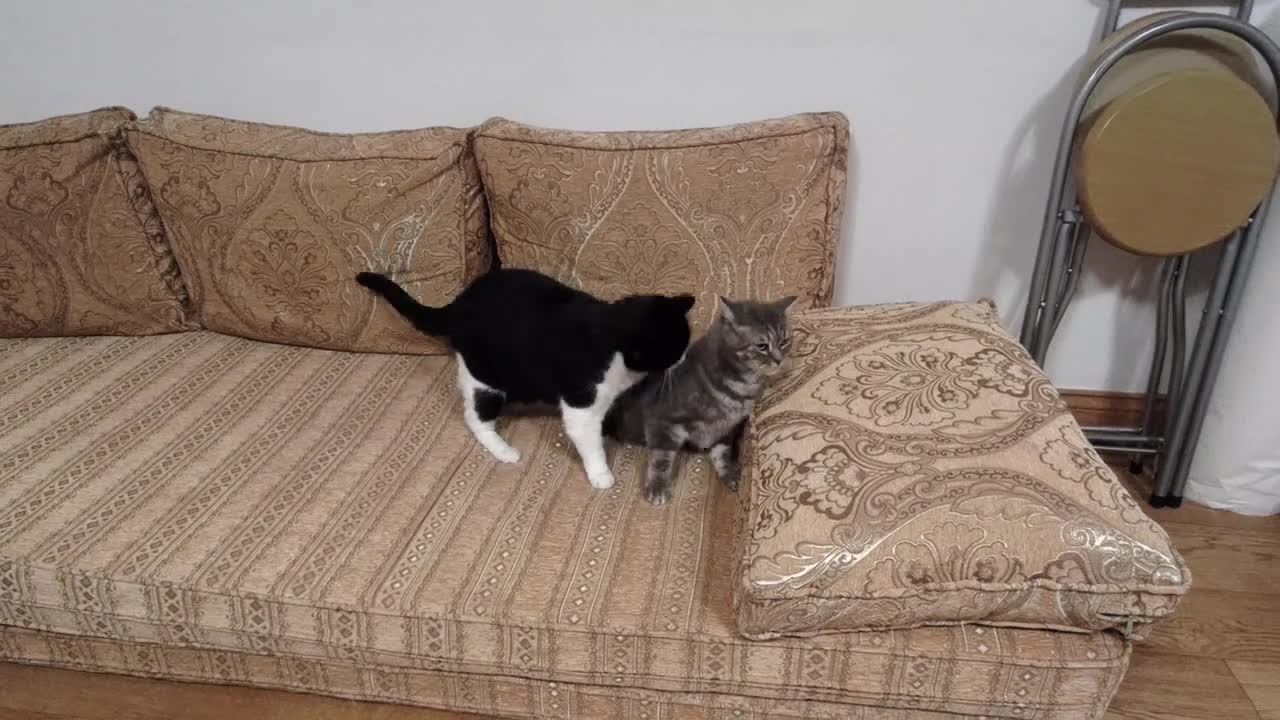 Cat Aggressively Grooms Other Cat