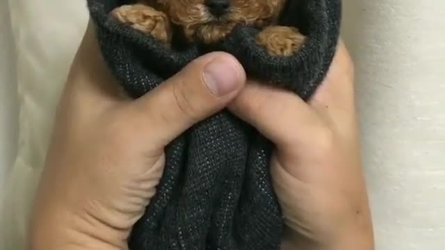 The cub is in the master's hand