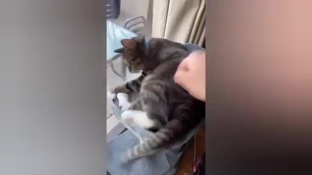 1 HOUR FUNNY CATS COMPILATION 2022😂| Super FUNNIEST Cats Videos In 2022 😂