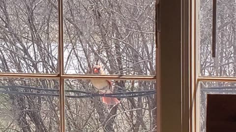 Cardinal female