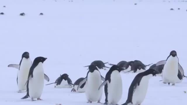 The sea ice covered with snow after snowfall.