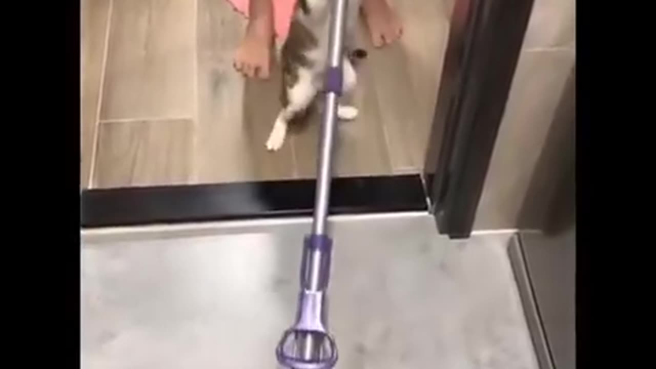 Funniest cats moment