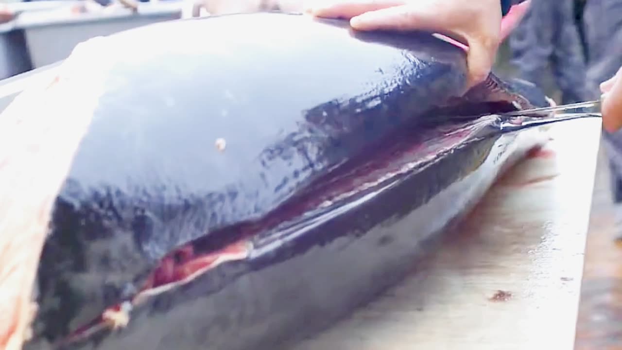 Big Tuna fish cutting video