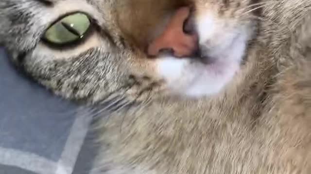 Cute Cat is very playful bug tired at the same time 😂 #kitten #cat #cute #funny #viral #trending