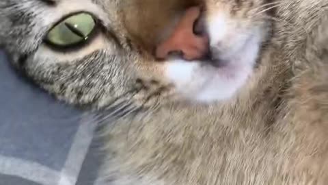 Cute Cat is very playful bug tired at the same time 😂 #kitten #cat #cute #funny #viral #trending